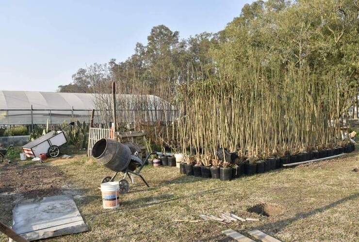 Imagen de El Vivero Comunal extiende su espacio para germinar y producir árboles propios