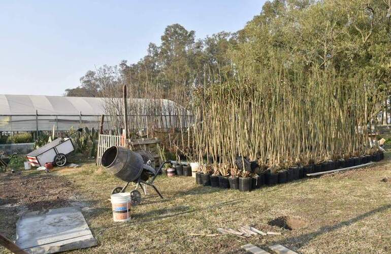 Imagen de El Vivero Comunal extiende su espacio para germinar y producir árboles propios