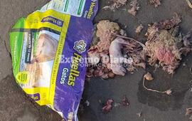 Imagen de Se encontraron con esto en el ingreso al cementerio