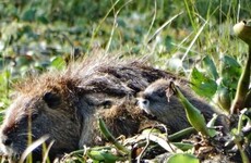 Imagen de Quemas en la islas: denuncian la pérdida ´casi total´ de la fauna