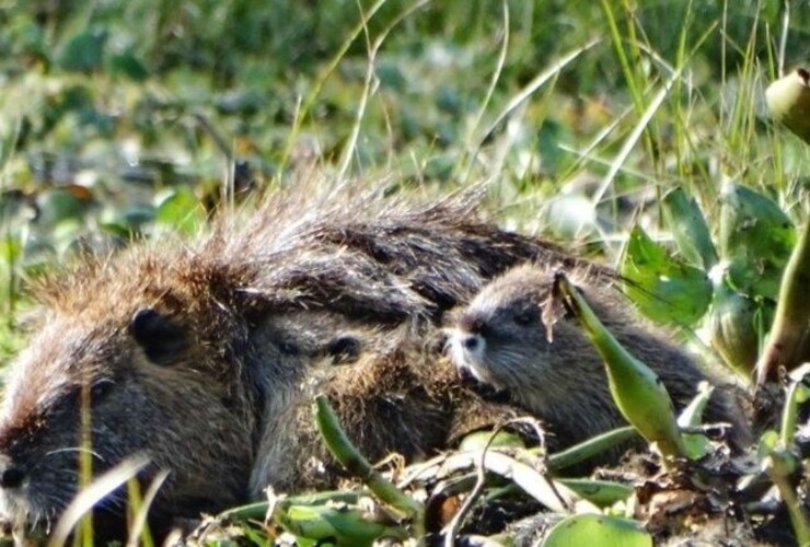 Imagen de Quemas en la islas: denuncian la p&eacute;rdida &acute;casi total&acute; de la fauna