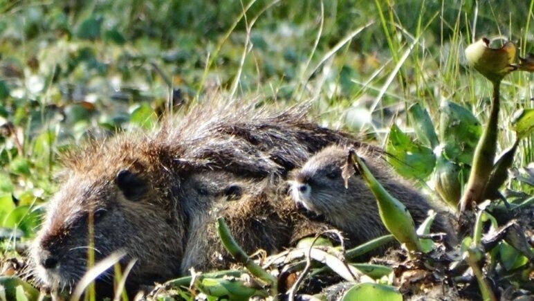 Imagen de Quemas en la islas: denuncian la p&eacute;rdida &acute;casi total&acute; de la fauna