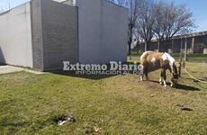 Imagen de Reclamos por caballos atados en el Centro de Salud