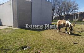 Imagen de Reclamos por caballos atados en el Centro de Salud