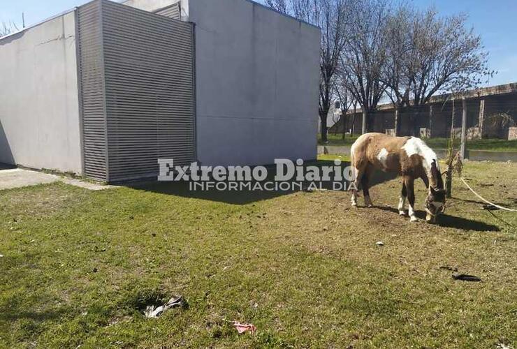 Imagen de Reclamos por caballos atados en el Centro de Salud