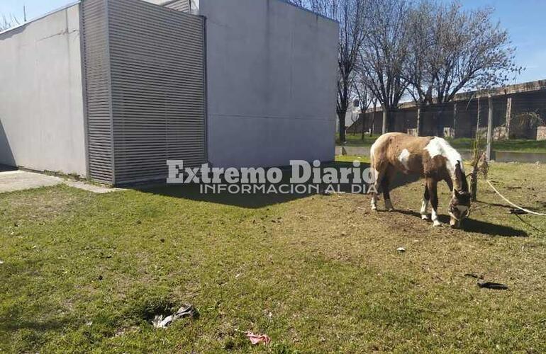 Imagen de Reclamos por caballos atados en el Centro de Salud