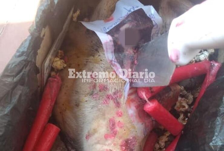 Imagen de ¿Rito satánico?: Le dejan una cabeza de cerdo delante de la casa