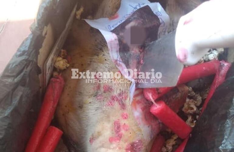 Imagen de ¿Rito satánico?: Le dejan una cabeza de cerdo delante de la casa