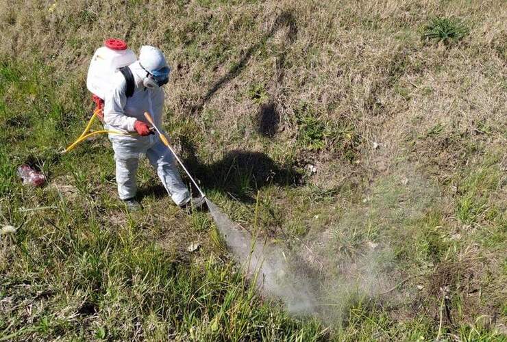 Los trabajos de fumigación iniciaron hace algunos días.