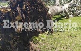 Imagen de Importantes &aacute;rboles ca&iacute;dos en el cruce de las v&iacute;as y Libertad