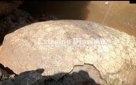 Autoridades dieron aviso al Equipo de Investigaci&oacute;n de Paleontolog&iacute;a de Argentina