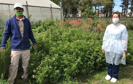 Imagen de Cuidado con acciones sustentables: Entregar&aacute;n citronella para prevenir el Dengue
