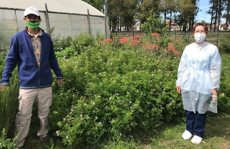 Imagen de Cuidado con acciones sustentables: Entregarán citronella para prevenir el Dengue