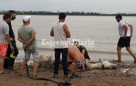 Imagen de Bomberos en el rescate de animales