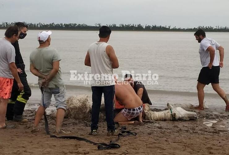 Imagen de Bomberos en el rescate de animales