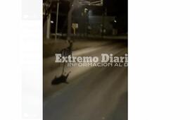Imagen de Viral: Sorpresa y toda velocidad por la ruta