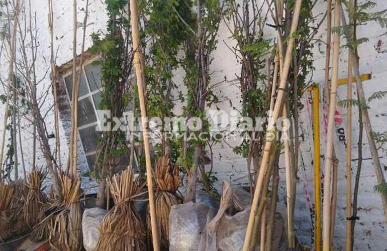 Hay ejemplares de lapacho, ibir&aacute; pit&aacute; y jacarand&aacute;