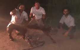 El animal ya fue entregado a su due&ntilde;o