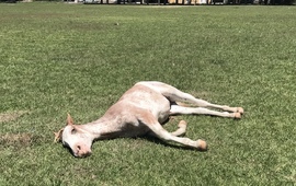 Imagen de Reclamo en Barrio A.S.A.C.,por un caballo suelto y en mal estado