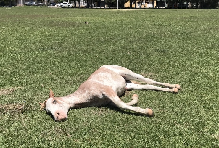 Imagen de Reclamo en Barrio A.S.A.C.,por un caballo suelto y en mal estado