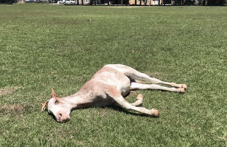 Imagen de Reclamo en Barrio A.S.A.C.,por un caballo suelto y en mal estado