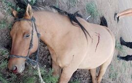 El caballo fue baleado este domingo. (Diario S&iacute;ntesis)
