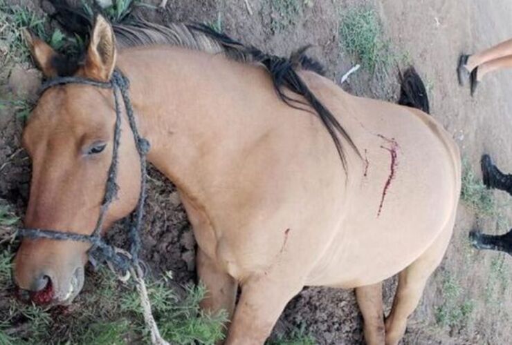 El caballo fue baleado este domingo. (Diario Síntesis)