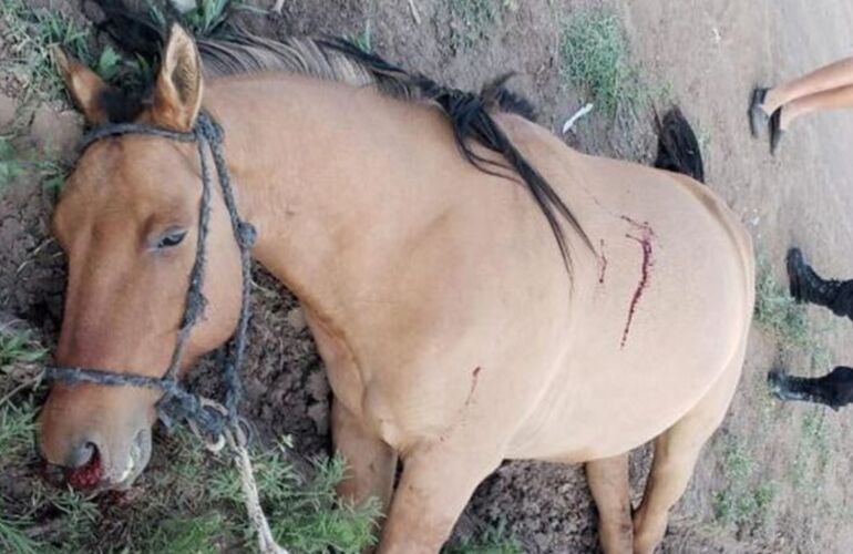 El caballo fue baleado este domingo. (Diario Síntesis)