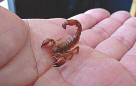 Imagen de Informaci&oacute;n para tener en cuenta: c&oacute;mo actuar ante la aparici&oacute;n de alacranes