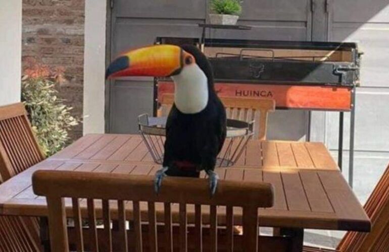 El tuc&aacute;n que los vecinos bautizaron "Tucanette" fue visto durante varios d&iacute;as en Totoras y luego desapareci&oacute;. Desde la Municipalidad lanzaron una campa&ntilde;a de difusi&oacute;n para protegerlo y desaconsejaron la recaptura.