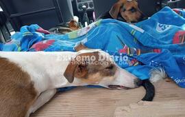 Imagen de Hoy se efectuaron m&aacute;s de 100 nuevas castraciones