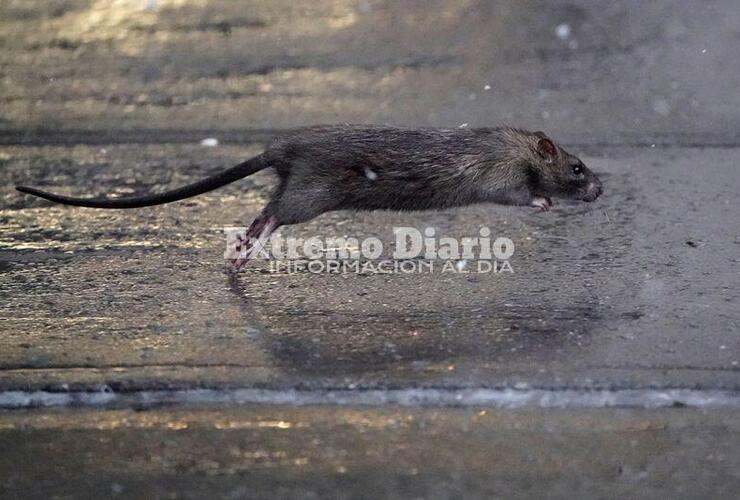 Imagen de Tonelli pidió tareas de desratización sobre ruta 21