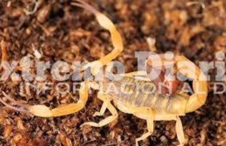 Imagen de Solicitan campa&ntilde;a de prevenci&oacute;n por la proliferaci&oacute;n de alacranes