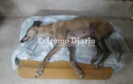 Imagen de Apareci&oacute; chocado y lo socorrieron los vecinos