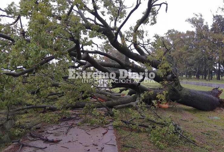 Se produjo la caída de un árbol y la pérdida de gas en un pozo