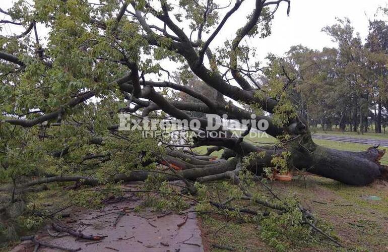 Se produjo la caída de un árbol y la pérdida de gas en un pozo