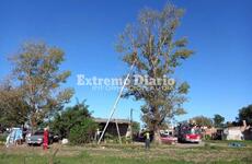 El felino no podía bajar por sus propios medios de un gran árbol.