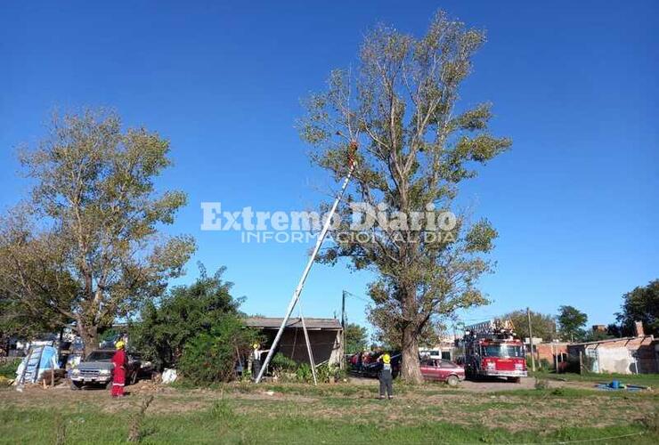 El felino no podía bajar por sus propios medios de un gran árbol.