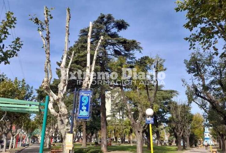 Imagen de Quejas por poda indiscriminada sobre el arbolado público