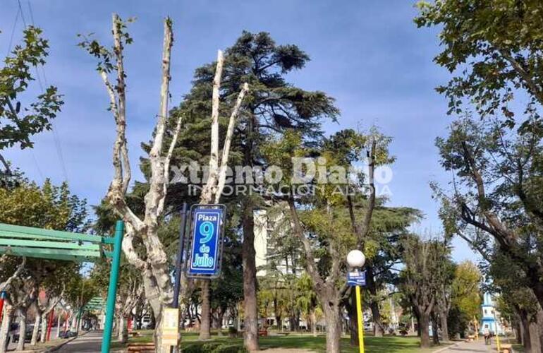 Imagen de Quejas por poda indiscriminada sobre el arbolado público