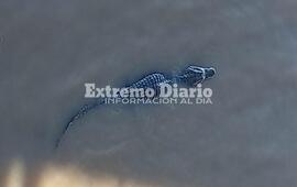 Esta ma&ntilde;ana, el animal se acerc&oacute; al muelle del Club Policial.