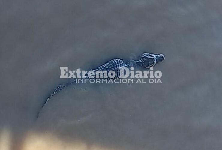 Esta mañana, el animal se acercó al muelle del Club Policial.