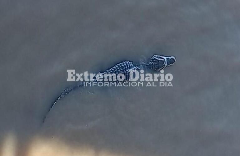 Esta mañana, el animal se acercó al muelle del Club Policial.