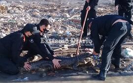 Imagen de Arroyo Seco: Rescataron a un yacar&eacute; negro