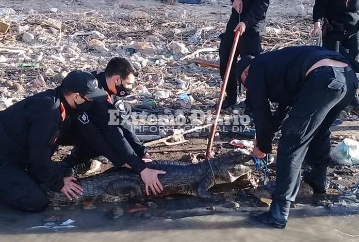 Imagen de Arroyo Seco: Rescataron a un yacaré negro