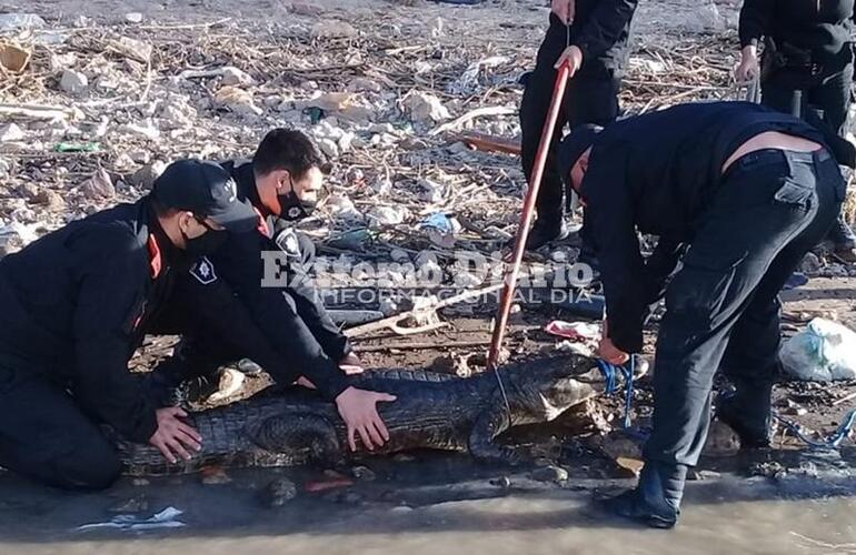 Imagen de Arroyo Seco: Rescataron a un yacaré negro