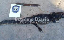 El hombre fue filmado mientras dispar&oacute; al animal en la costa de Fighiera.