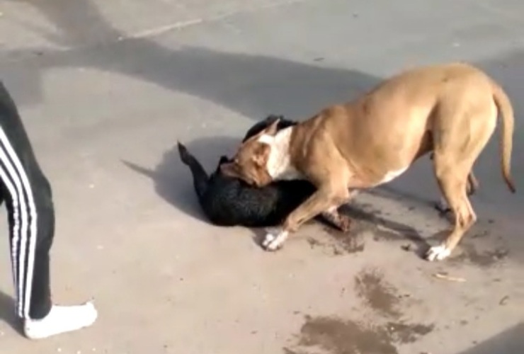 Parte de la secuencia del ataque, quedó registrada en video. Foto: captura.