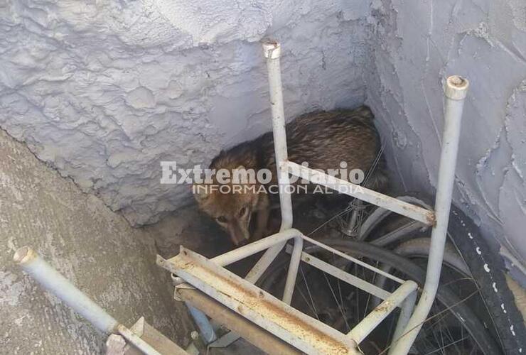 Bomberos y Protección Civil atraparon al animal.