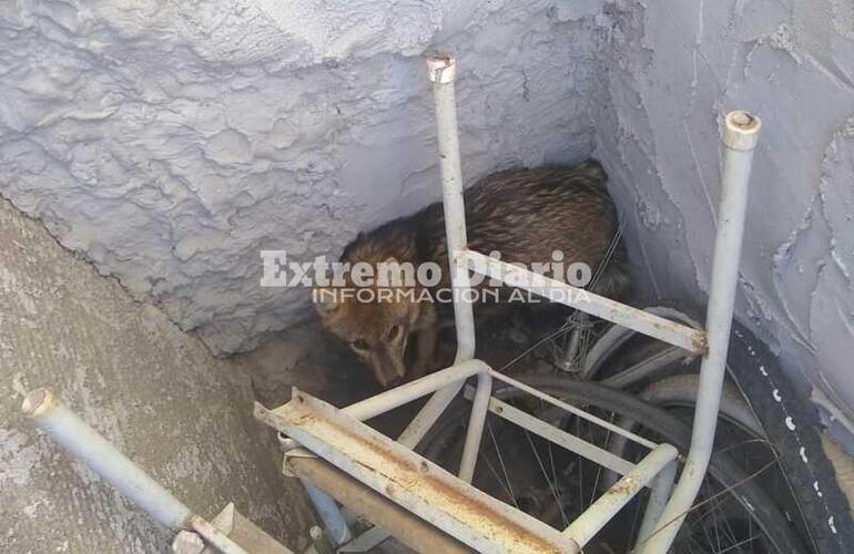 Bomberos y Protección Civil atraparon al animal.